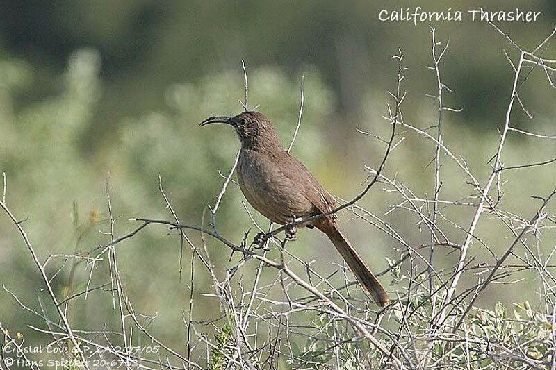 California Thrasher