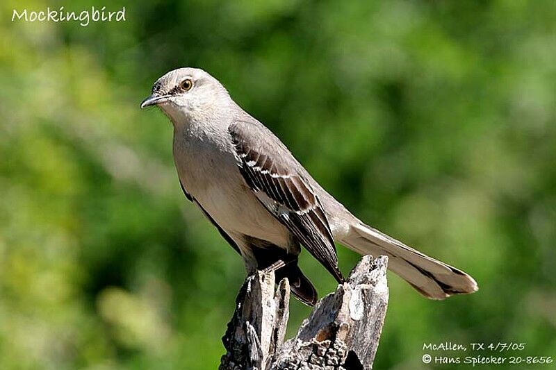 Northern Mockingbird