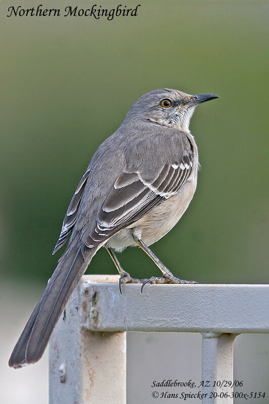 Northern Mockingbirdadult