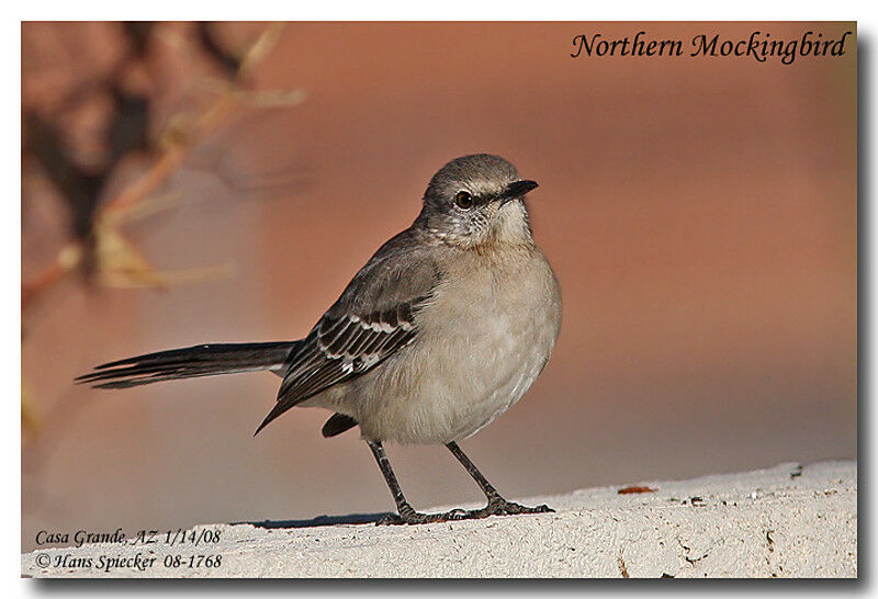 Northern Mockingbirdadult