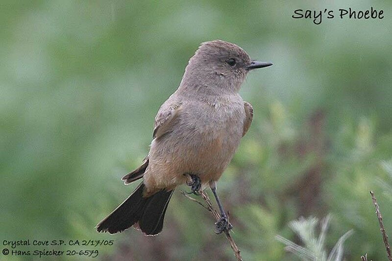 Say's Phoebe