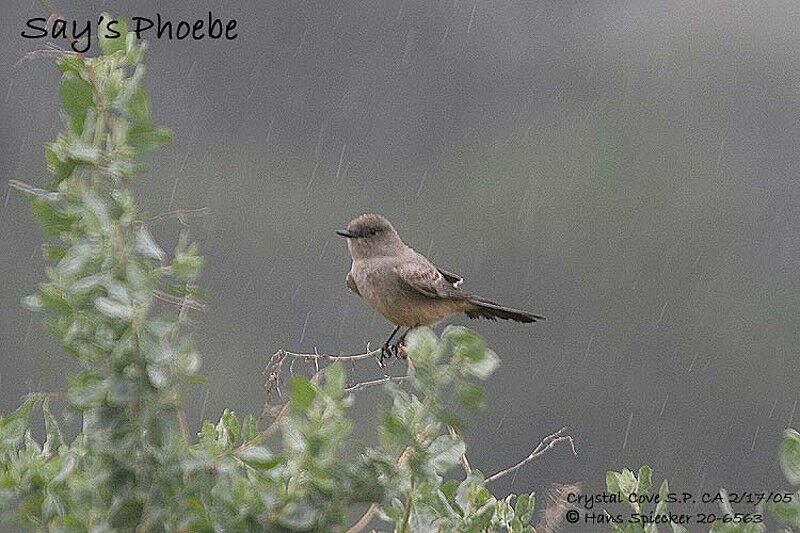 Say's Phoebe