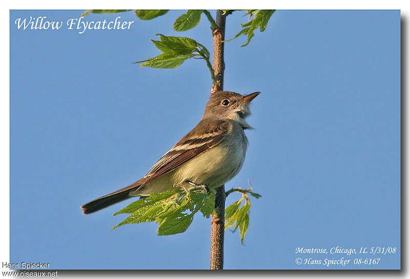 Willow Flycatcheradult, identification