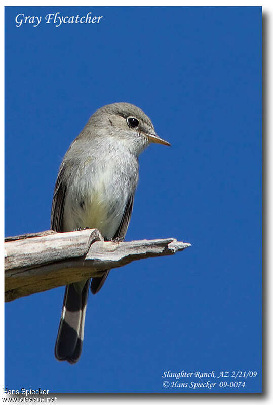 American Grey Flycatcheradult, close-up portrait