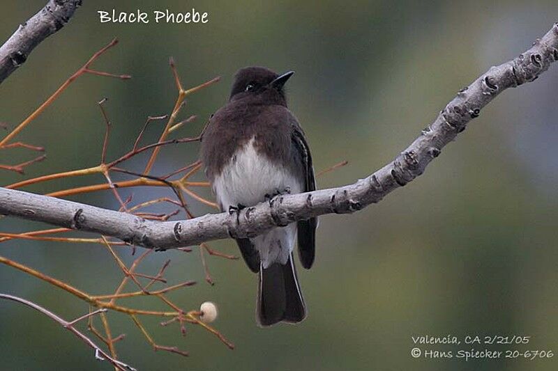 Black Phoebe