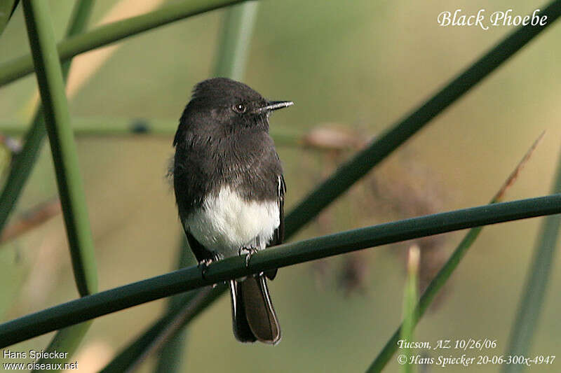 Black Phoebeadult, close-up portrait