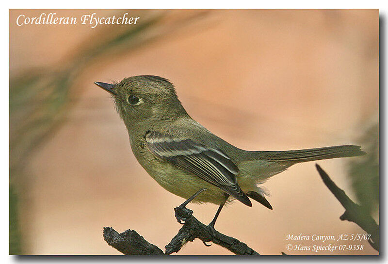 Western Flycatcheradult