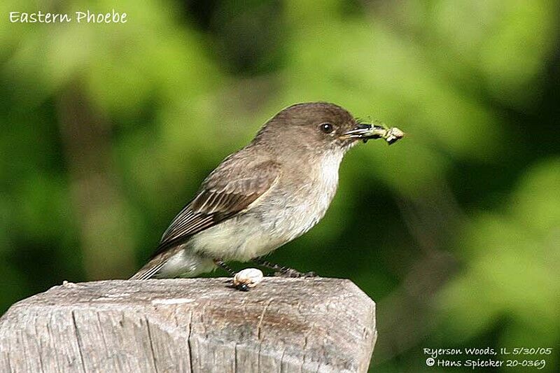 Eastern Phoebe