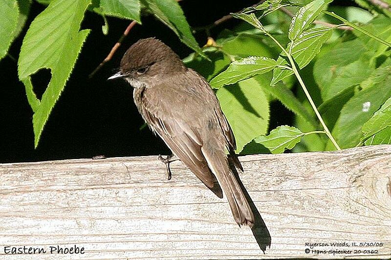 Eastern Phoebe