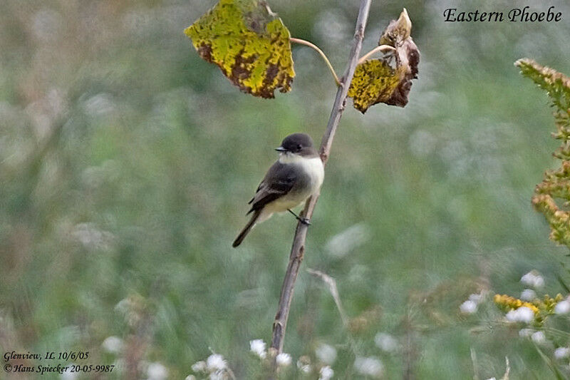 Eastern Phoebe