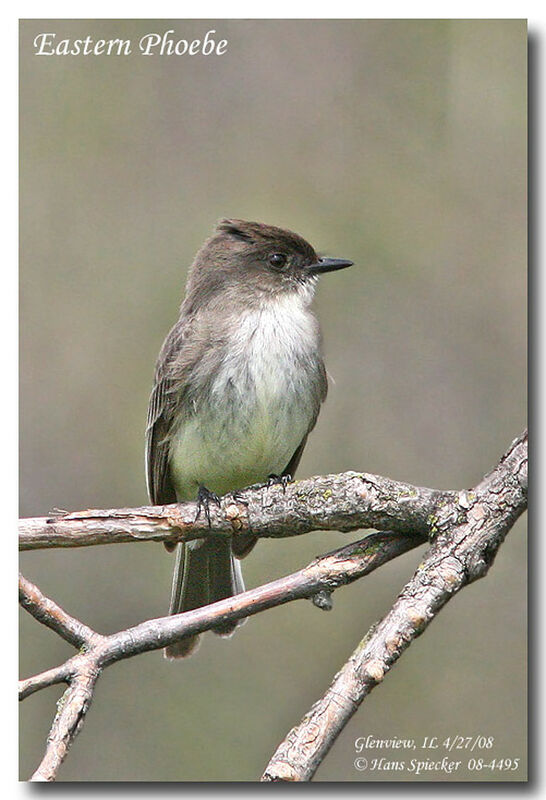 Eastern Phoebeadult