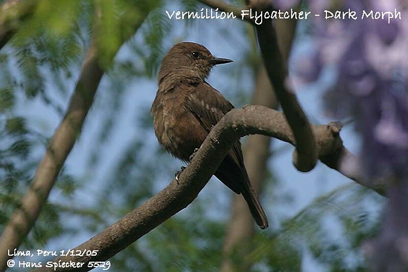 Vermilion Flycatcher