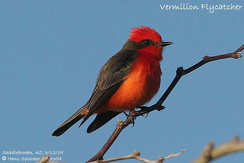 Vermilion Flycatcher