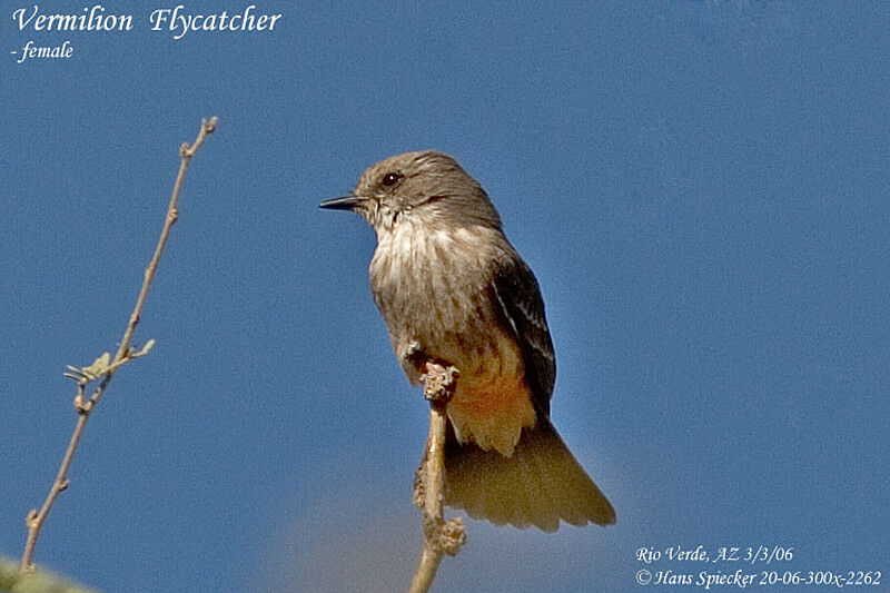 Vermilion Flycatcher female adult