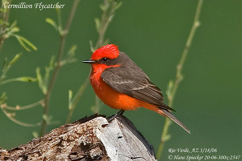 Vermilion Flycatcher male