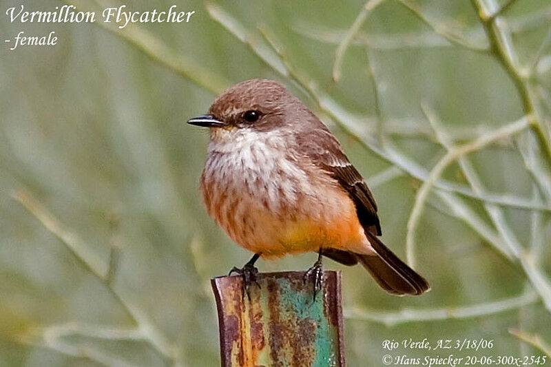 Vermilion Flycatcher female