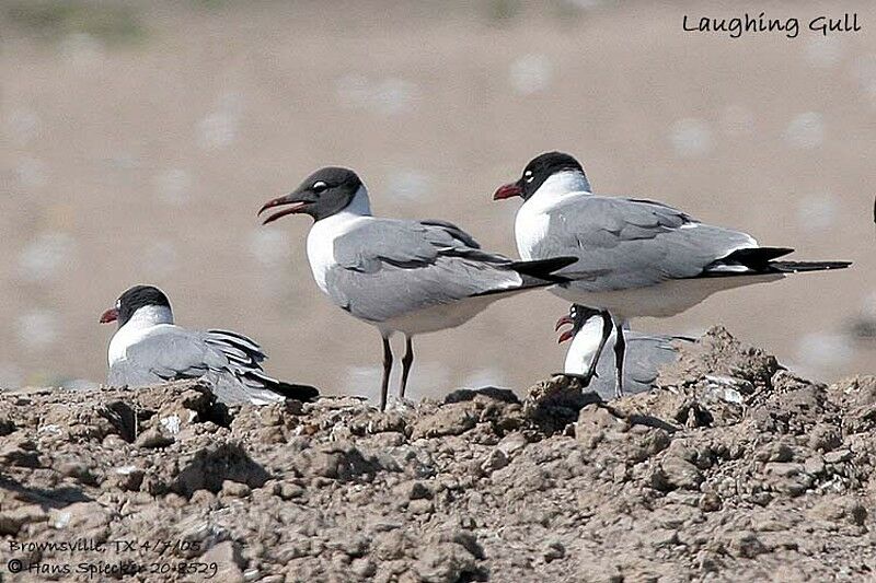 Laughing Gull