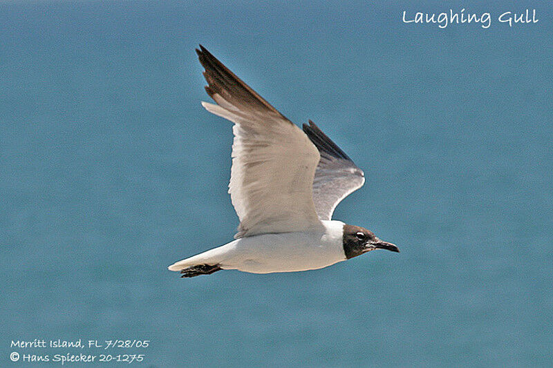 Mouette atricille