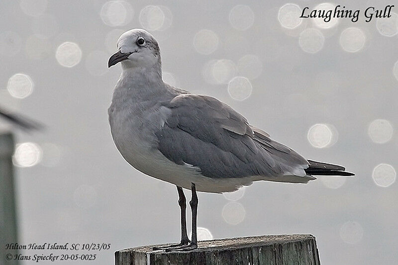 Mouette atricille