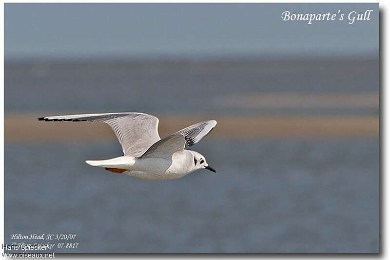 Bonaparte's Gulladult post breeding, Flight