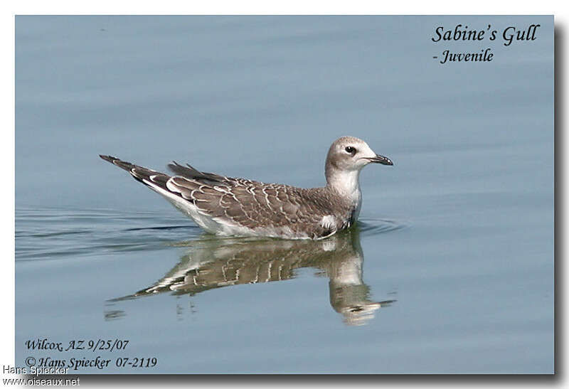 Mouette de Sabinejuvénile, identification