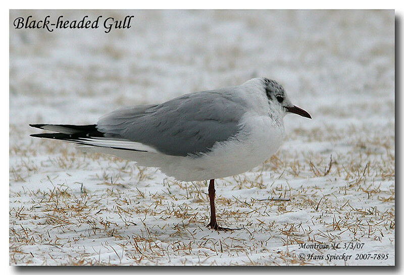 Black-headed Gulladult post breeding