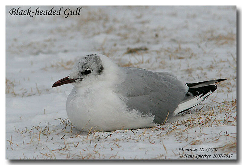 Mouette rieuseadulte internuptial