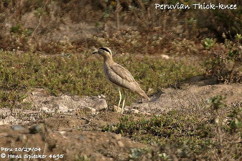 Peruvian Thick-knee