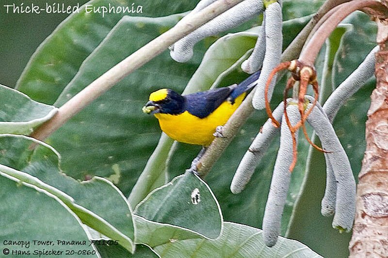 Thick-billed Euphonia