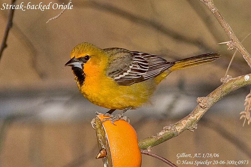 Streak-backed Oriole