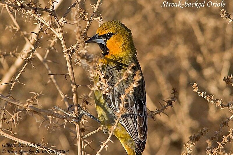 Streak-backed Oriole