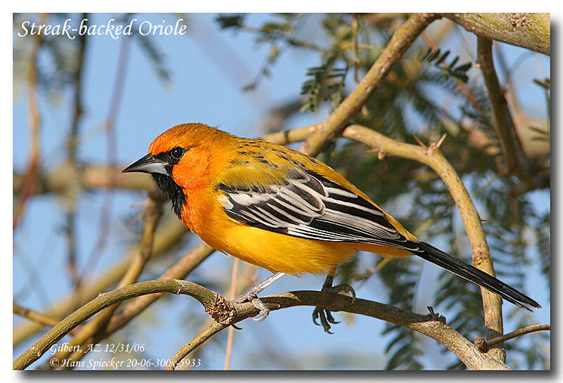 Streak-backed Oriole male adult