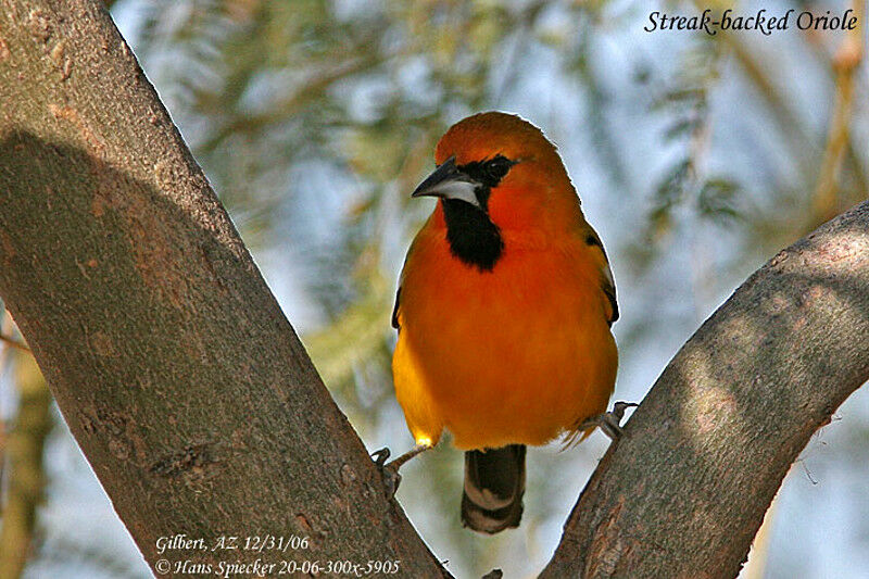 Oriole à dos rayé mâle adulte