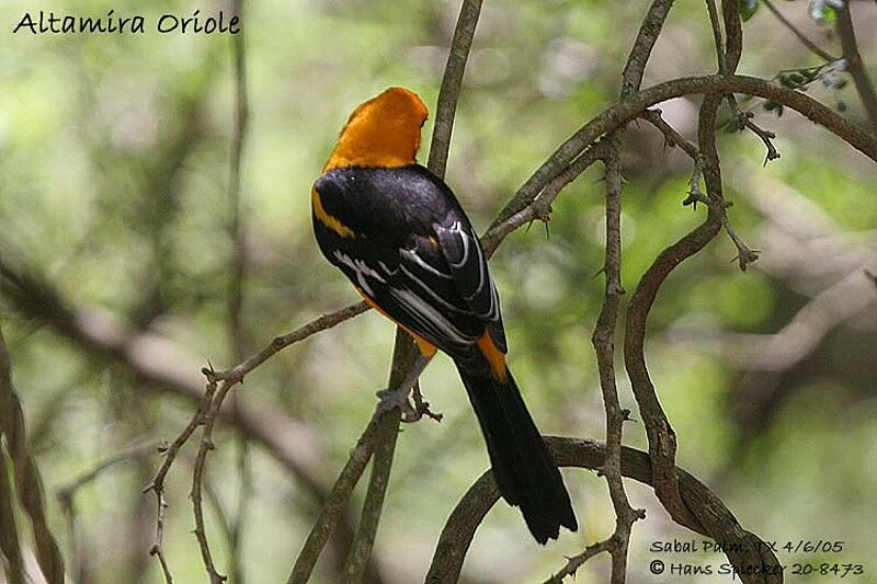 Altamira Oriole