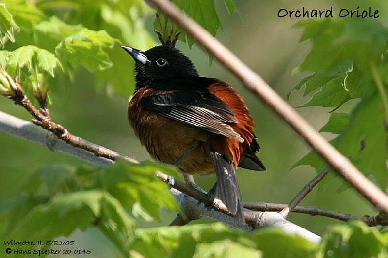 Oriole des vergers