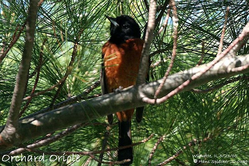 Oriole des vergers