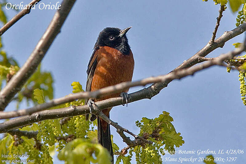 Oriole des vergers mâle adulte nuptial