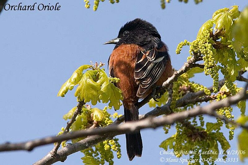 Oriole des vergers mâle adulte nuptial