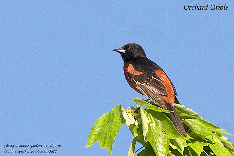 Oriole des vergers mâle adulte nuptial