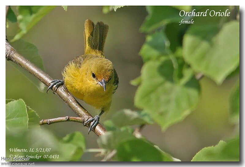 Orchard Oriole female adult, Behaviour