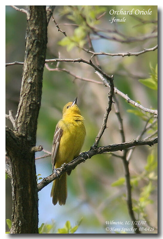 Oriole des vergers femelle adulte