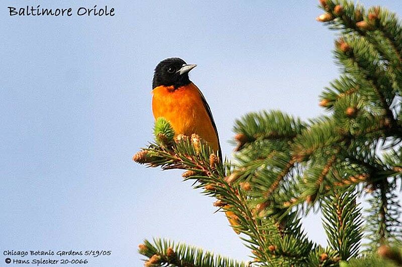 Oriole du Nord