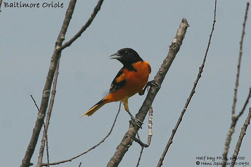 Oriole du Nord