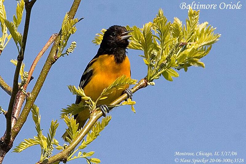 Oriole du Nord mâle adulte nuptial