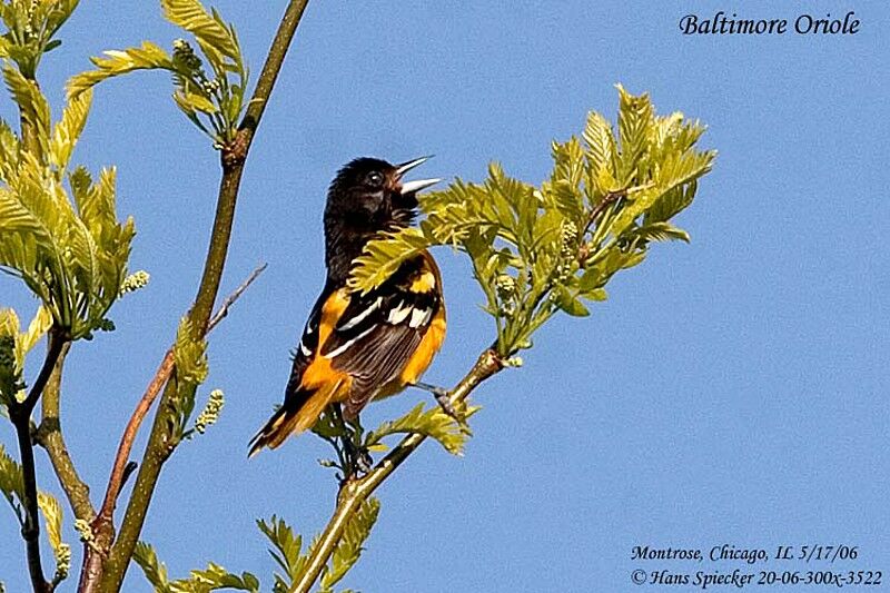 Baltimore Oriole male adult breeding