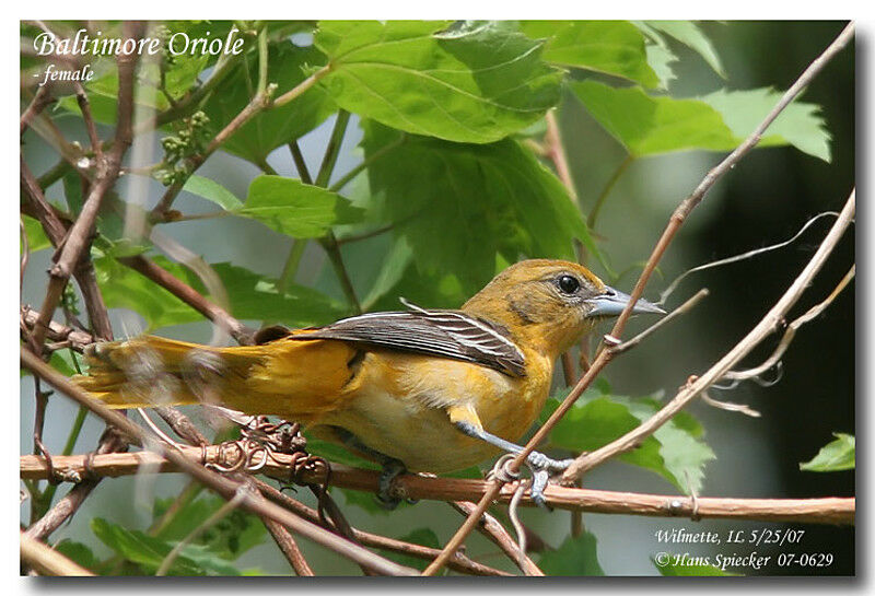 Oriole du Nord femelle adulte