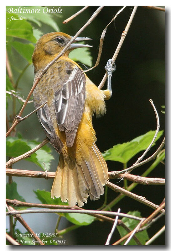 Baltimore Oriole female adult