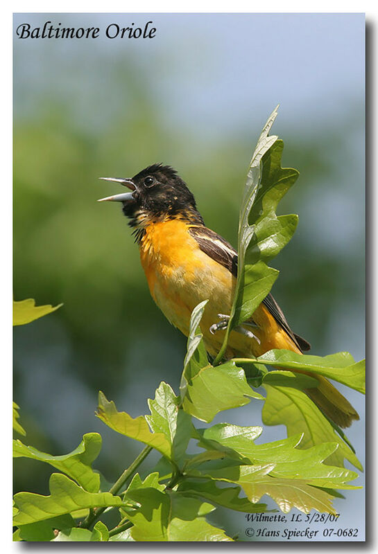 Baltimore Oriole male Second year