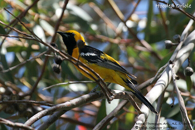 Oriole masqué