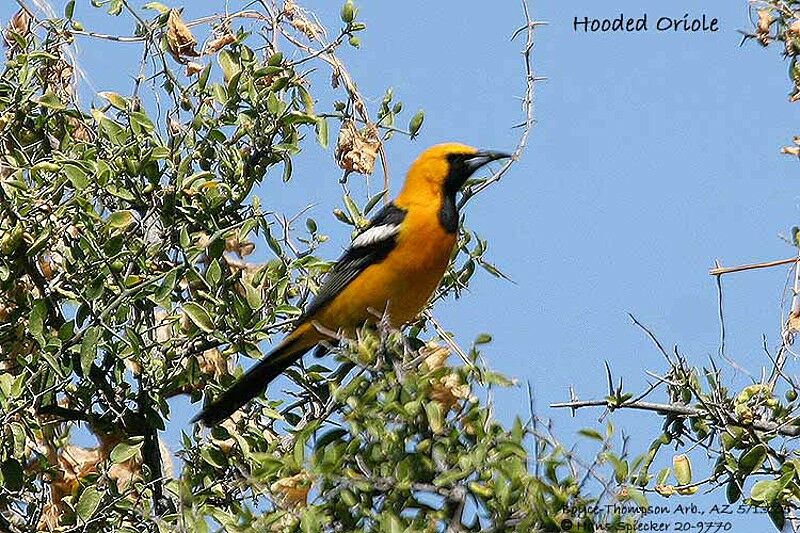 Oriole masqué